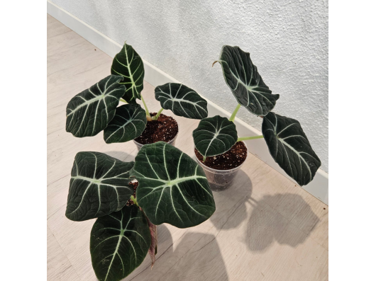 Alocasia Black Velvet