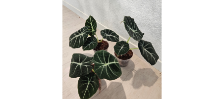 Alocasia Black Velvet