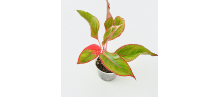 Aglaonema Crete