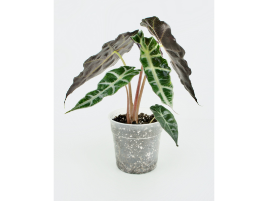 Alocasia Amazonica Polly