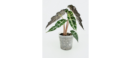 Alocasia Amazonica Polly