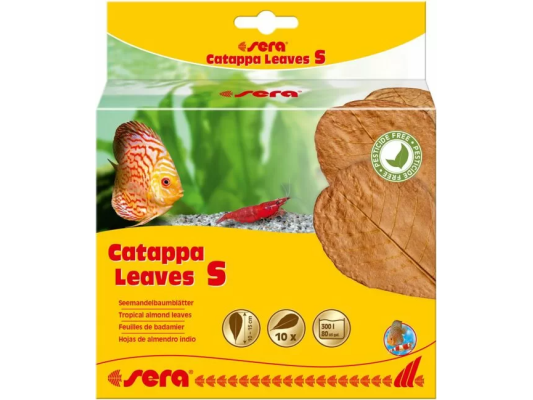 Catappa Feuilles S 10 - 15...