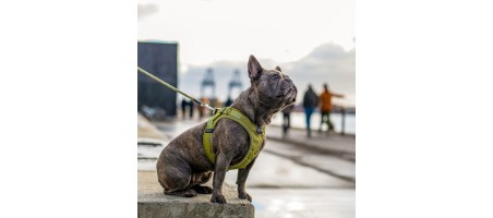 Occasion Harnais Comfort Walk Go™ couleur Bleu taille M - Flash