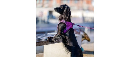 Occasion Harnais Comfort Walk Go™ couleur Bleu taille M - Flash