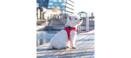 Occasion Harnais Comfort Walk Go™ couleur Bleu taille M - Flash