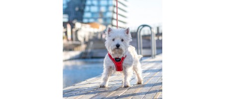 Occasion Harnais Comfort Walk Go™ couleur Bleu taille M - Flash