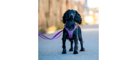 Occasion Harnais Comfort Walk Go™ couleur Bleu taille M - Flash