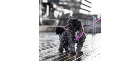 Occasion Harnais Comfort Walk Go™ couleur Bleu taille M - Flash