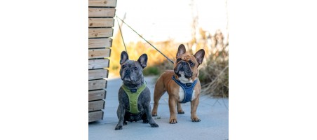 Occasion Harnais Comfort Walk Go™ couleur Bleu taille M - Flash