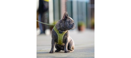 Occasion Harnais Comfort Walk Go™ couleur Bleu taille M - Flash