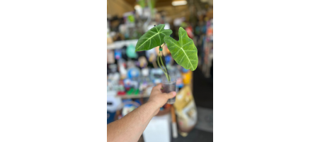 Alocasia Frydek Hauteur environ 30cm - Flash