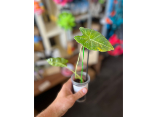 Alocasia Frydek Hauteur environ 20cm - Flash