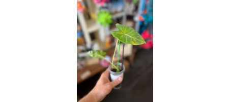 Alocasia Frydek Hauteur environ 20cm - Flash