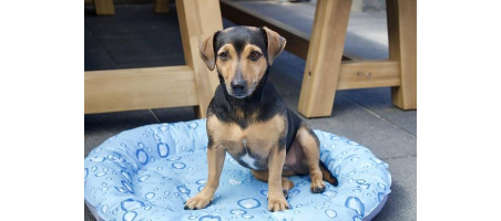 Natte rafraîchissante DONUT BUBBLE - Flash