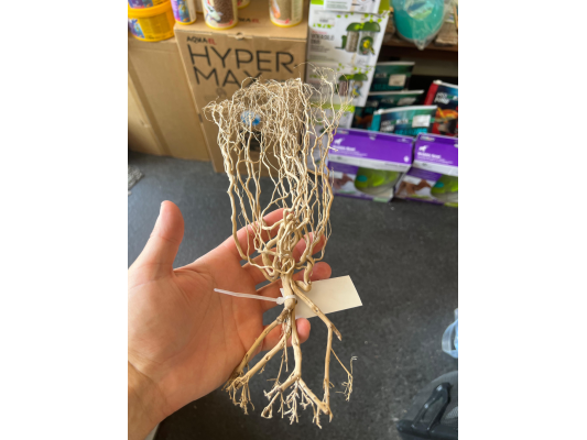 Racine du déssert 20-30cm