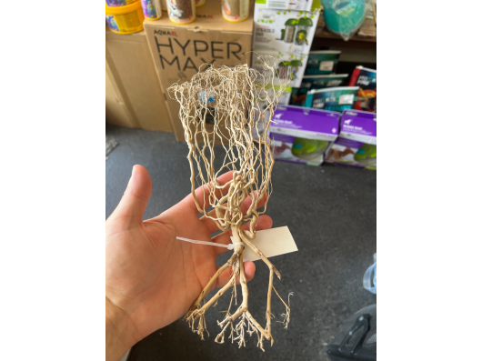 Racine du déssert 20-30cm