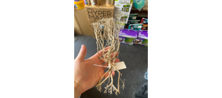 Racine du déssert 20-30cm