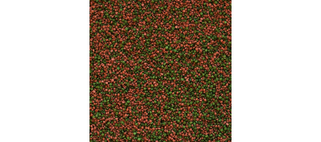 Cichlid Gran Tropical