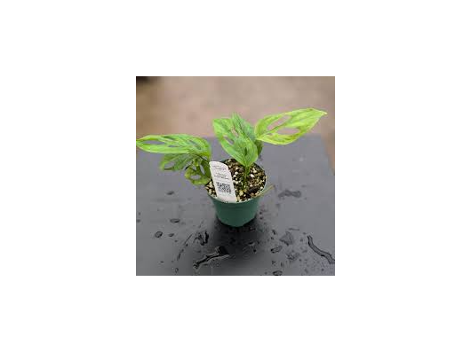 Monstera adansonii